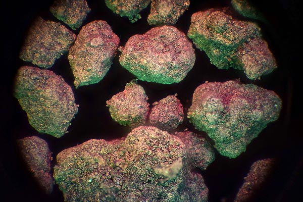 10x DLI gold nanopowder